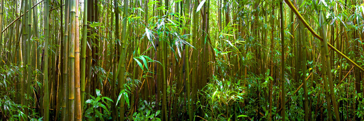 SCENERY Bamboo`BM-2